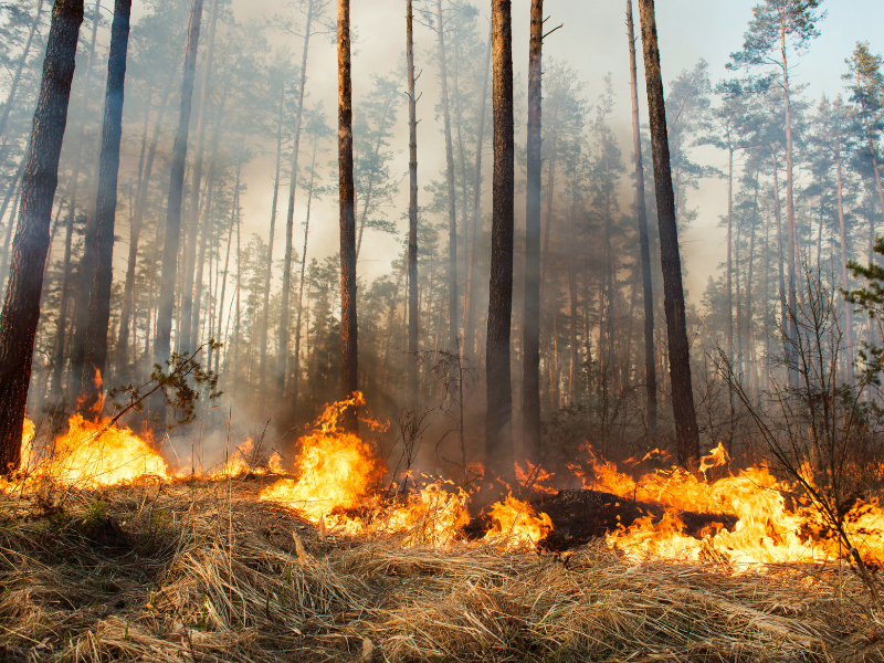 A forest on fire