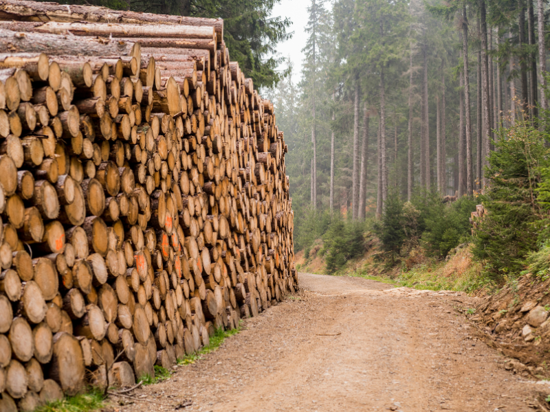 A large pile of logs in a forest