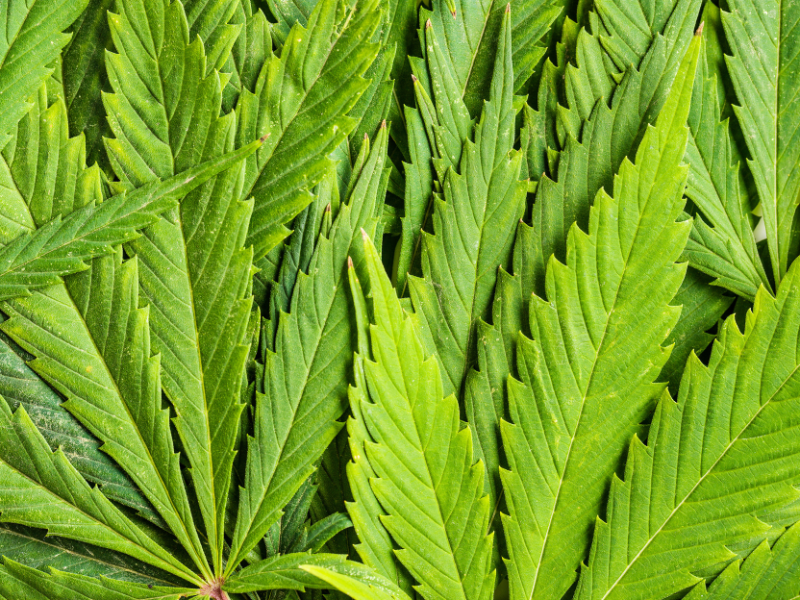 bright green cannabis leaves stacked atop each other